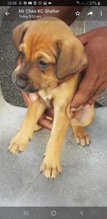 10  Mixed  Puppies  - Mixed Breed Dog