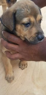 10  Mixed  Puppies  - Mixed Breed Dog