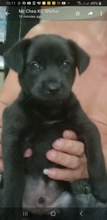 10  Mixed  Puppies  - Mixed Breed Dog