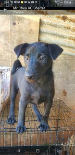 10  Mixed  Puppies  - Mixed Breed Dog