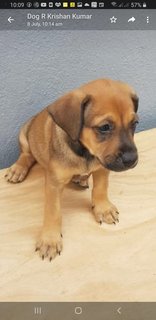 10  Mixed  Puppies  - Mixed Breed Dog