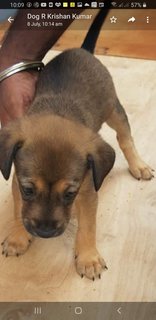 10  Mixed  Puppies  - Mixed Breed Dog