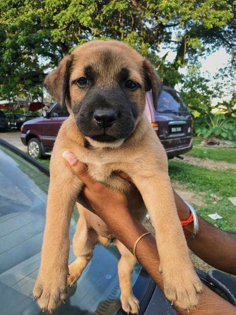 Mr Marley - Mixed Breed Dog