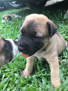 Mr Marley - Mixed Breed Dog