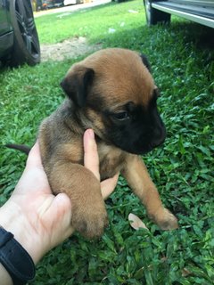 Mr Marley - Mixed Breed Dog