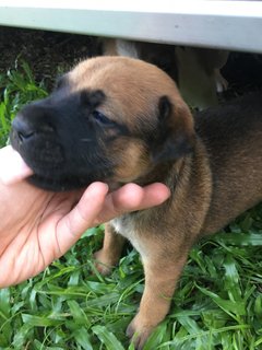 Mr Marley - Mixed Breed Dog