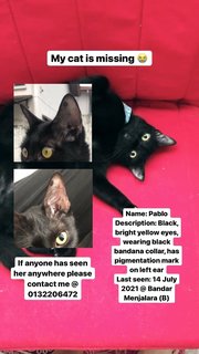 Pablo - Domestic Short Hair Cat