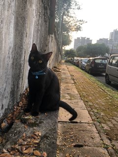 Pablo is all black with long tail