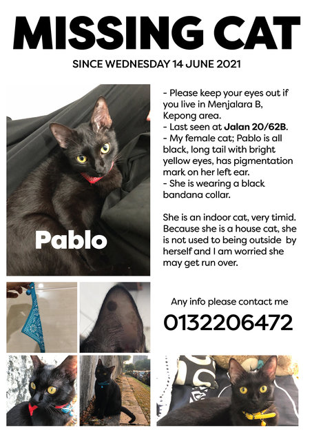 Pablo - Domestic Short Hair Cat