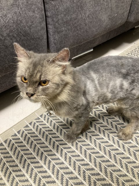 Grey - Persian Cat