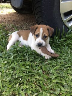 Mr Mason  - Mixed Breed Dog