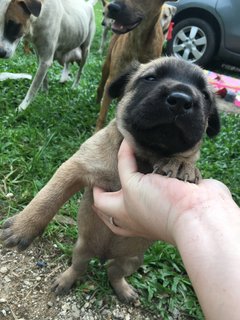 Ms Fifa  - Mixed Breed Dog