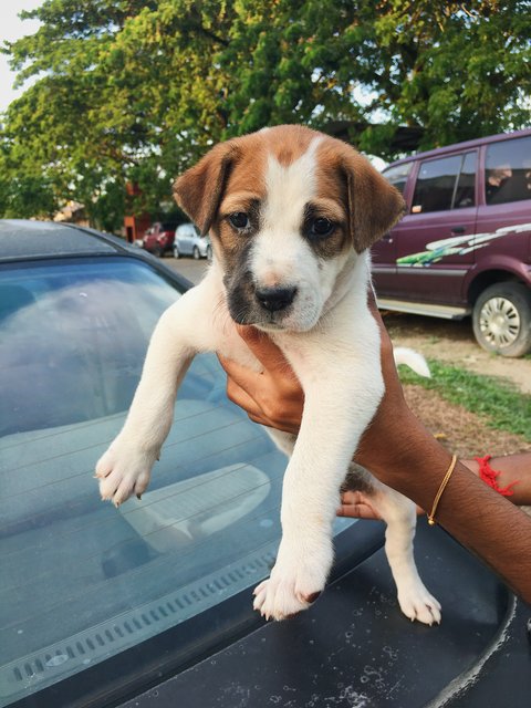 Ms Freya - Mixed Breed Dog