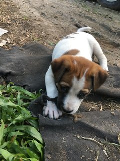 Ms Freya - Mixed Breed Dog