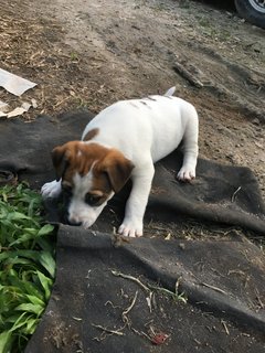 Ms Freya - Mixed Breed Dog