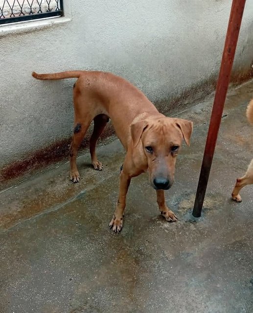 Toby - Mixed Breed Dog