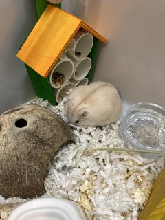 Chewie - Short Dwarf Hamster Hamster