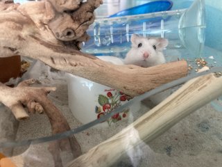 Snow - Roborovsky's Hamster Hamster