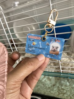 Snow - Roborovsky's Hamster Hamster