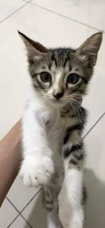 Two Kittens For Adoption - Domestic Medium Hair Cat