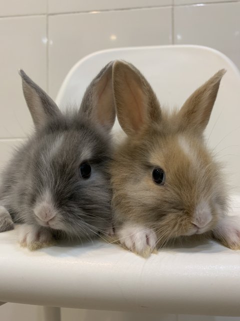 Angora Bunnies 4x - Angora Rabbit Rabbit