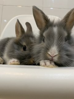 Angora Bunnies 4x - Angora Rabbit Rabbit