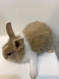 Angora Bunnies 4x - Angora Rabbit Rabbit