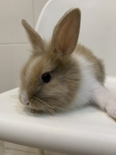 Angora Bunnies 4x - Angora Rabbit Rabbit