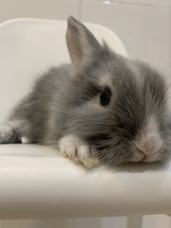 Angora Bunnies 4x - Angora Rabbit Rabbit