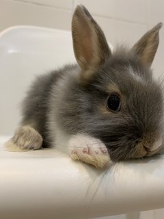 Angora Bunnies 4x - Angora Rabbit Rabbit