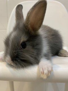 Angora Bunnies 4x - Angora Rabbit Rabbit