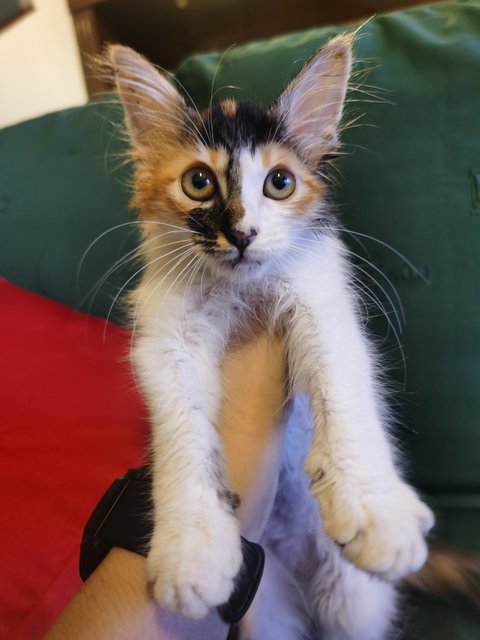 Mochi - Persian + Domestic Long Hair Cat