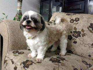 Velvet - Shih Tzu Dog