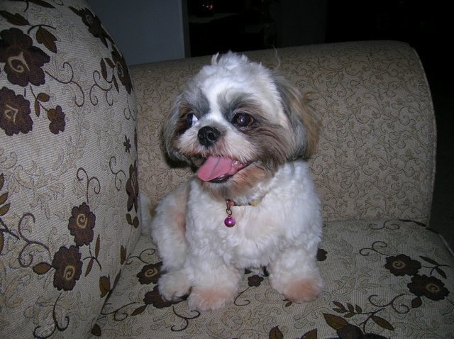 Velvet - Shih Tzu Dog