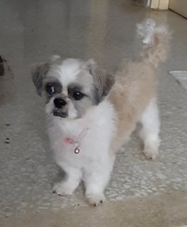 Velvet - Shih Tzu Dog