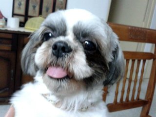 Velvet - Shih Tzu Dog