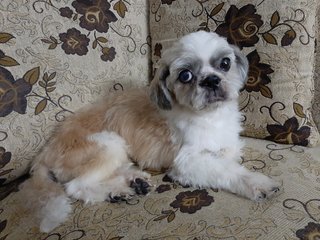 Velvet - Shih Tzu Dog