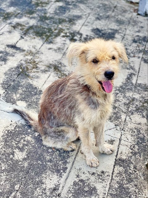 Harry - Terrier Mix Dog