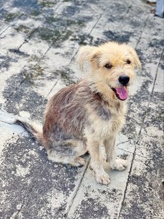 Harry - Terrier Mix Dog