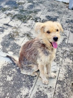 Harry - Terrier Mix Dog