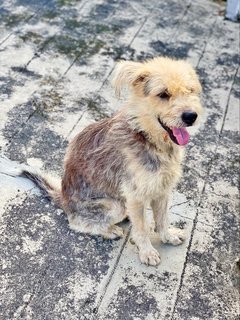 Harry - Terrier Mix Dog