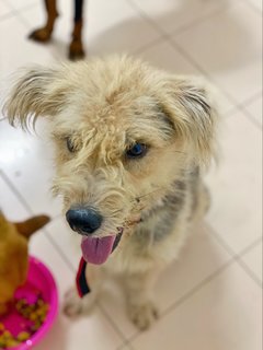 Harry - Terrier Mix Dog