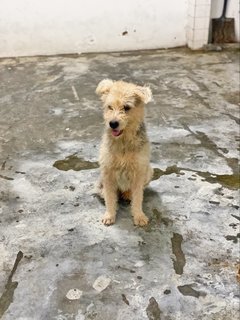 Harry - Terrier Mix Dog