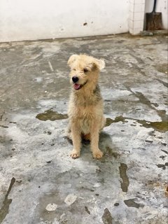 Harry - Terrier Mix Dog