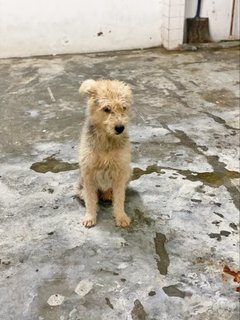 Harry - Terrier Mix Dog