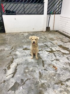 Harry - Terrier Mix Dog