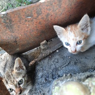 Bambam, Flower And Peanut - Domestic Short Hair Cat