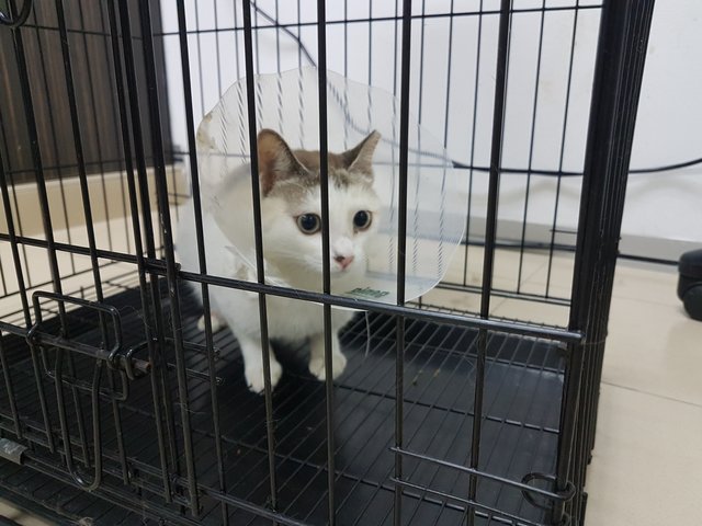 Cotton - Medical Fund - Domestic Short Hair Cat