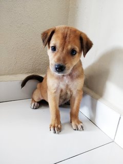 Leah - Mixed Breed Dog