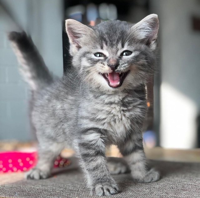 Ivory - British Shorthair + Tabby Cat